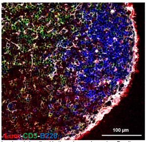 Emerging role of ECM components in immune response and inflammation